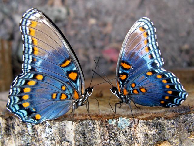 Все о бабочках в Нарьян-Маре | ЗооТом портал о животных