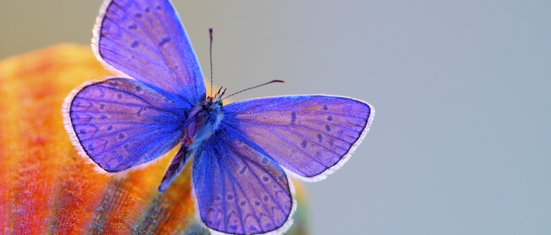 Все о бабочках в Нарьян-Маре | ЗооТом портал о животных
