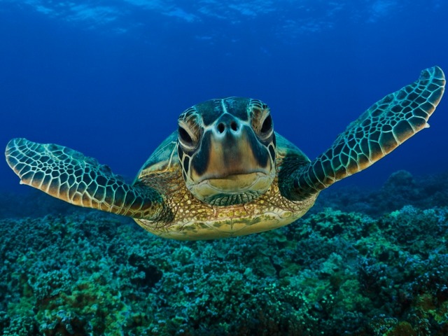 Все о черепахах в Нарьян-Маре | ЗооТом портал о животных