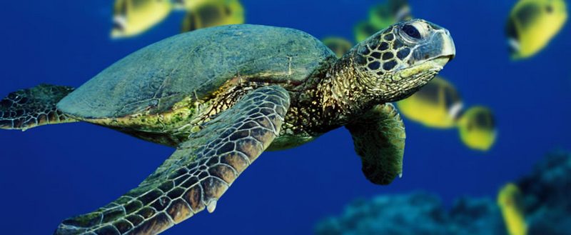 Все о черепахах в Нарьян-Маре | ЗооТом портал о животных
