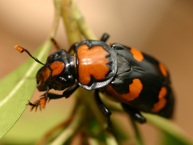 Все о жуках в Нарьян-Маре | ЗооТом портал о животных