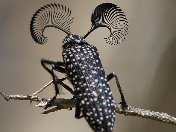 Все о жуках в Нарьян-Маре | ЗооТом портал о животных