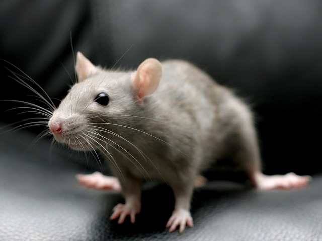 Все о крысах в Нарьян-Маре | ЗооТом портал о животных