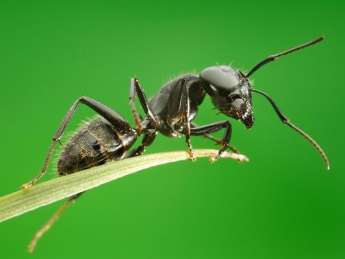 Все о муравьях в Нарьян-Маре | ЗооТом портал о животных