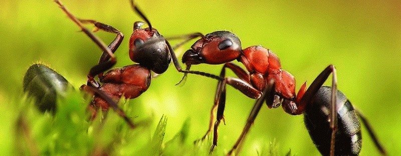 Все о муравьях в Нарьян-Маре | ЗооТом портал о животных