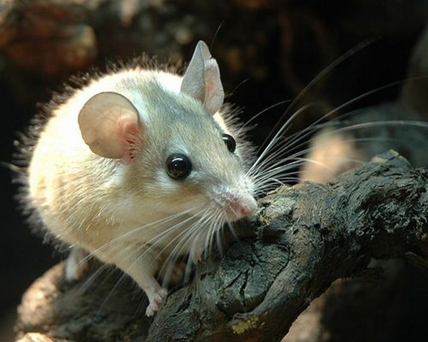 Все о мышах в Нарьян-Маре | ЗооТом - продажа, вязка и услуги для животных в Нарьян-Маре