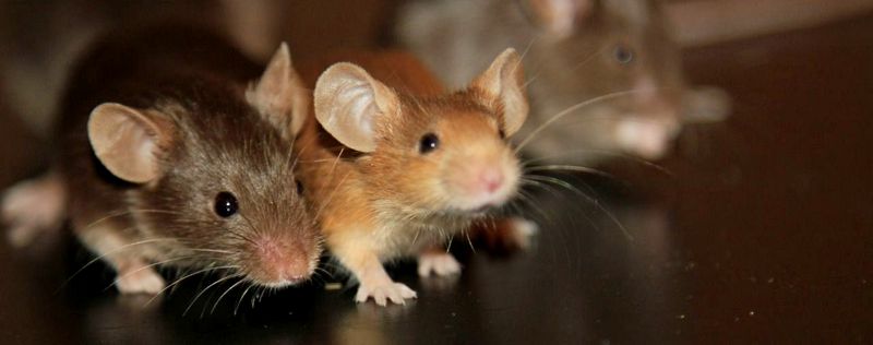Все о мышах в Нарьян-Маре | ЗооТом - продажа, вязка и услуги для животных в Нарьян-Маре
