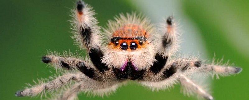 Все о пауках в Нарьян-Маре | ЗооТом портал о животных
