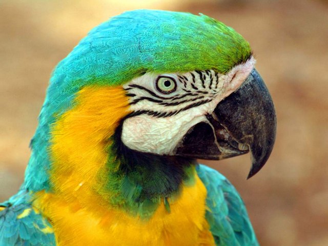 Все о попугаях в Нарьян-Маре | ЗооТом портал о животных