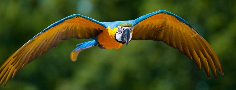 Все о попугаях в Нарьян-Маре | ЗооТом портал о животных