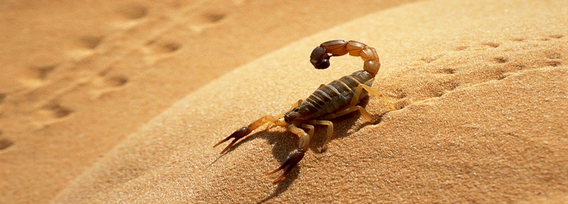Все о скорпионах в Нарьян-Маре | ЗооТом портал о животных