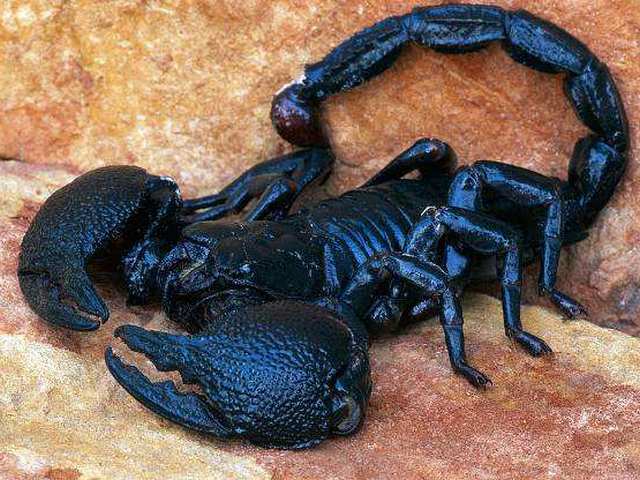 Все о скорпионах в Нарьян-Маре | ЗооТом портал о животных