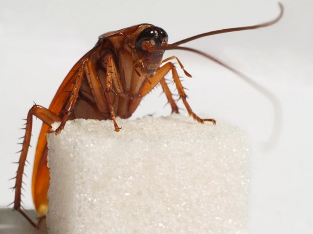 Все о тараканах в Нарьян-Маре | ЗооТом портал о животных
