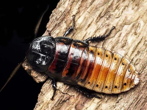 Все о тараканах в Нарьян-Маре | ЗооТом портал о животных