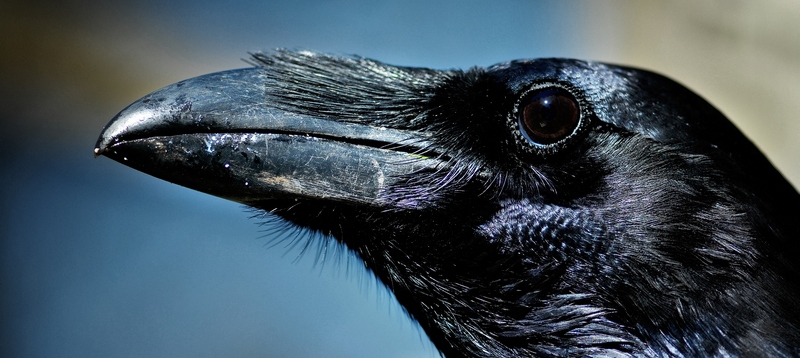 Все о воронах в Нарьян-Маре | ЗооТом портал о животных