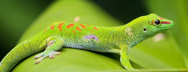 Все о гекконах в Нарьян-Маре | ЗооТом портал о животных