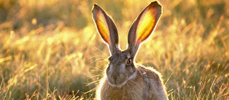 Все о зайцах | ЗооТом - продажа, вязка и услуги для животных в Нарьян-Маре