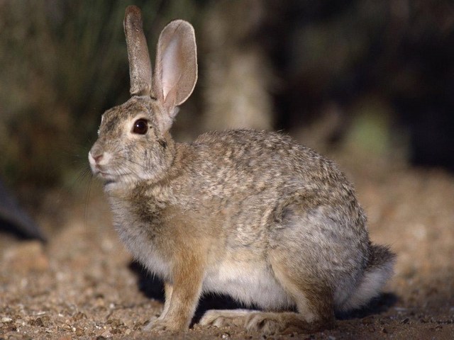 Все о зайцах | ЗооТом - продажа, вязка и услуги для животных в Нарьян-Маре