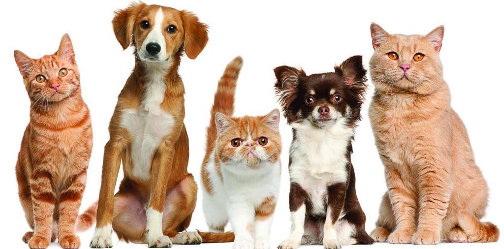 Доска объявлений о животных | ЗооТом - продажа, вязка и услуги для животных в Нарьян-Маре