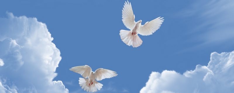 Все о голубях | ЗооТом - продажа, вязка и услуги для животных в Нарьян-Маре