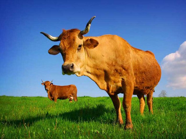 Все о коровах в Нарьян-Маре | ЗооТом портал о животных
