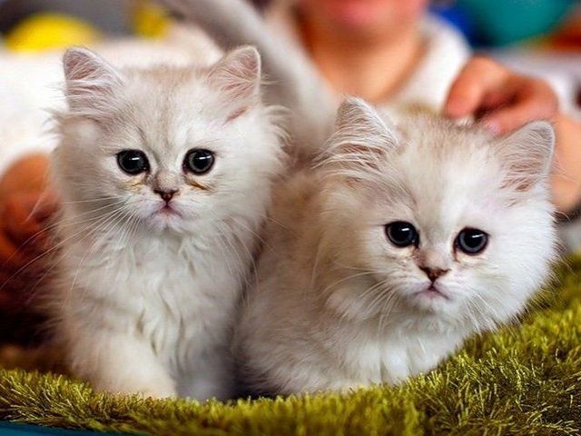 Породы кошек в Нарьян-Маре | ЗооТом портал о животных
