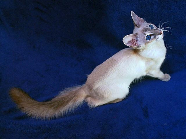Выведенные породы кошек в Нарьян-Маре | ЗооТом портал о животных