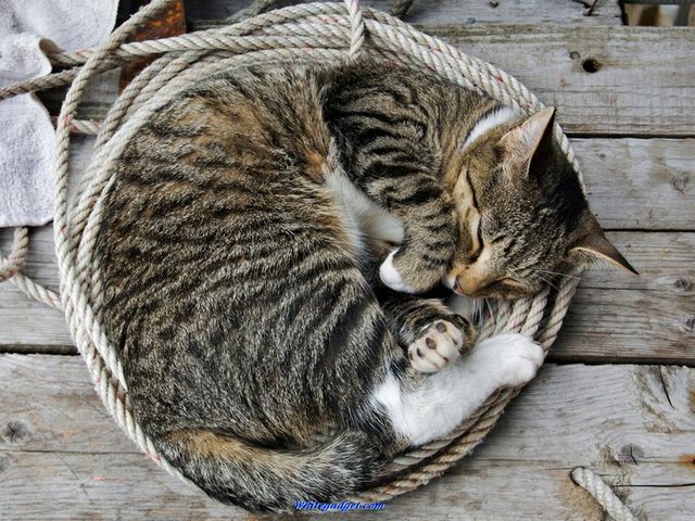 Все о кошках в Нарьян-Маре | ЗооТом портал о животных