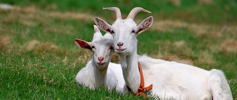Все о козах в Нарьян-Маре | ЗооТом портал о животных