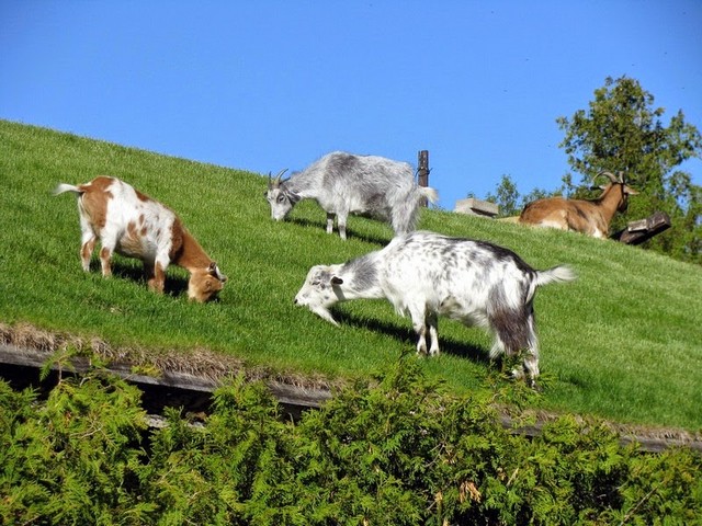 Все о козах в Нарьян-Маре | ЗооТом портал о животных