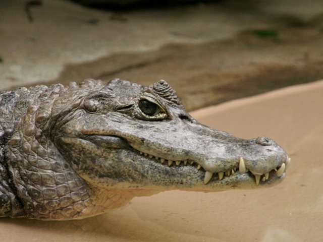 Все о крокодилах в Нарьян-Маре | ЗооТом портал о животных