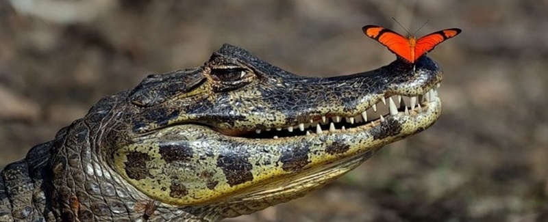 Все о крокодилах в Нарьян-Маре | ЗооТом портал о животных