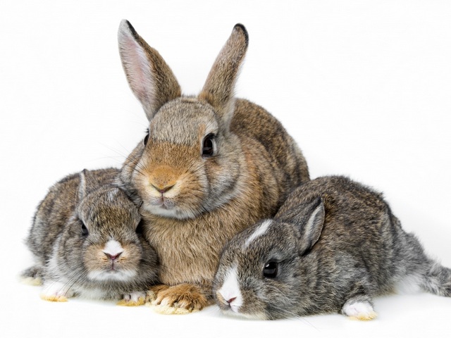 Все о кроликах в Нарьян-Маре | ЗооТом портал о животных
