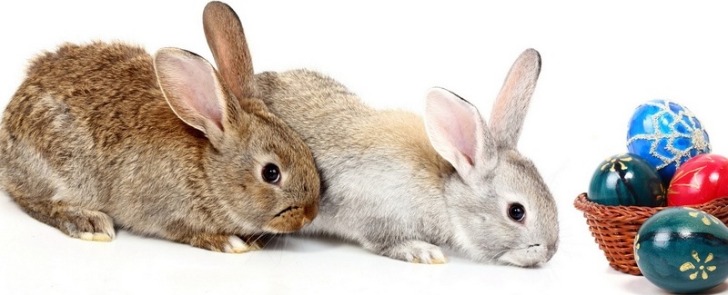 Все о кроликах в Нарьян-Маре | ЗооТом портал о животных