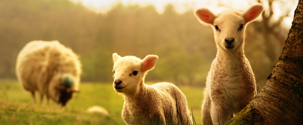 Объявления о сельскохозяйственных животных | ЗооТом - продажа, вязка и услуги для животных в Нарьян-Маре