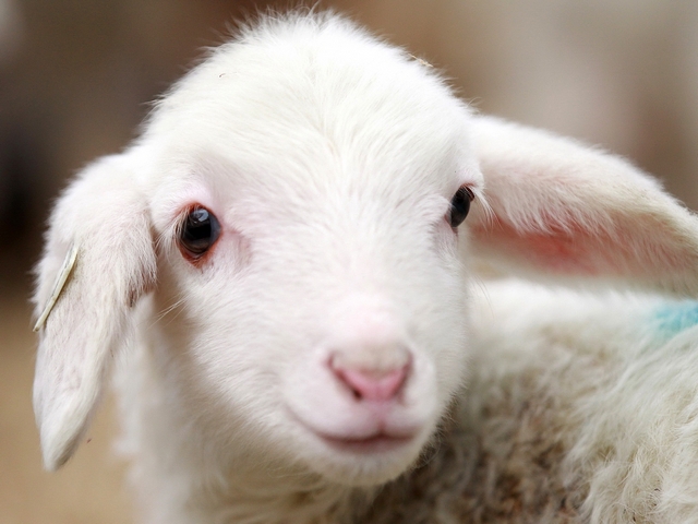 Овцы и бараны в Нарьян-Маре | ЗооТом портал о животных