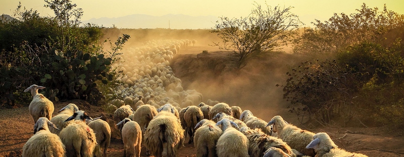 Все об овцах в Нарьян-Маре | ЗооТом портал о животных