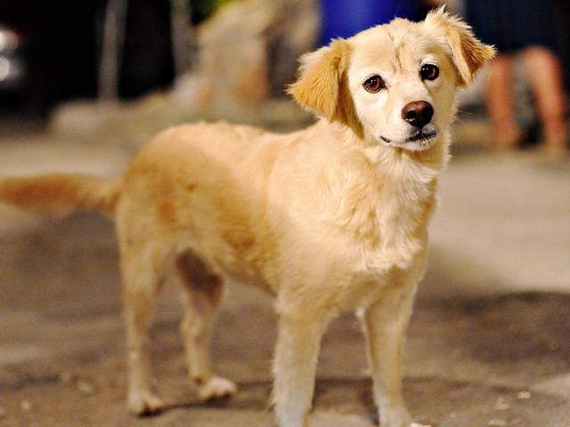 Породы собак в Нарьян-Маре | ЗооТом портал о животных