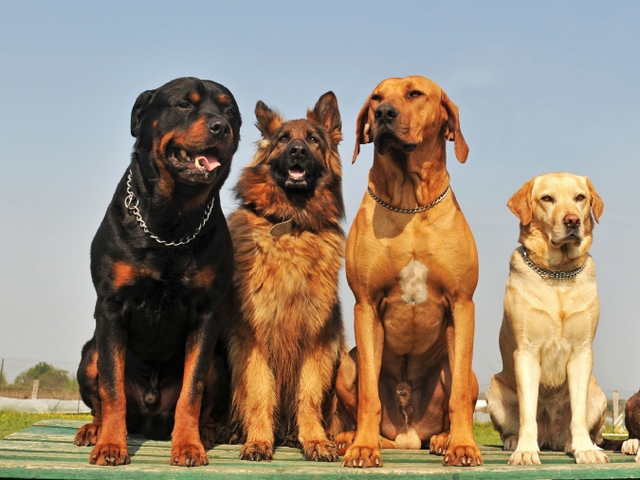 Крупные породы собак в Нарьян-Маре | ЗооТом портал о животных