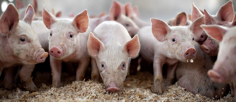 Все о свиньях в Нарьян-Маре | ЗооТом портал о животных