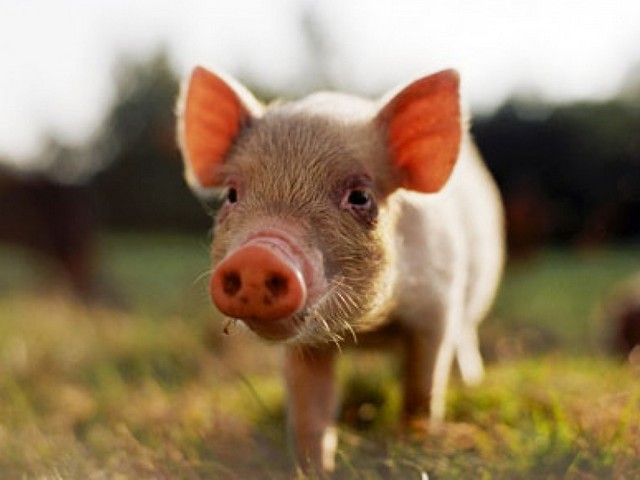 Все о свиньях в Нарьян-Маре | ЗооТом портал о животных