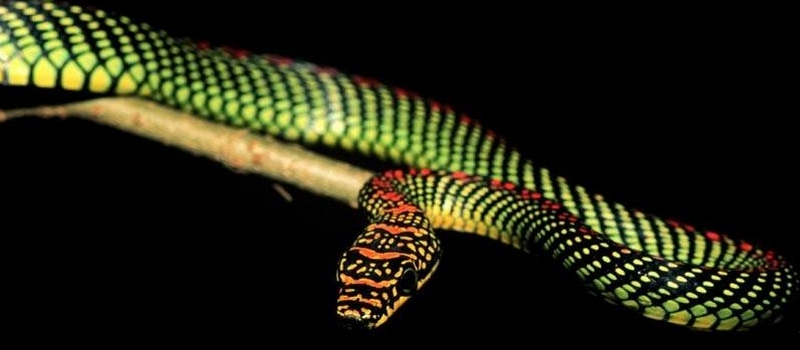 Все о змеях в Нарьян-Маре | ЗооТом портал о животных